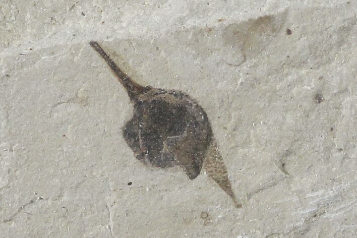 Fossil Seed- Green River Formation, Utah #109204